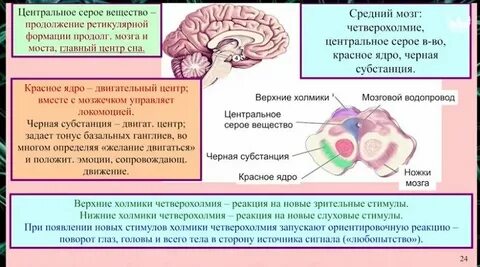 Черно серое вещество