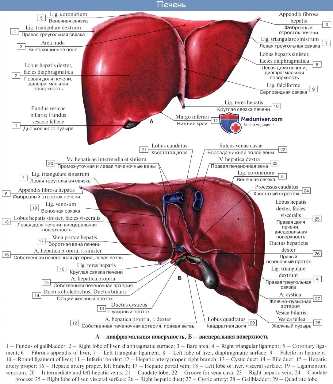 Печень 10 9 9. Серповидная связка печени латынь. Серповидная связка печени анатомия. Венечная связка печени. Круглая связка печени строение.