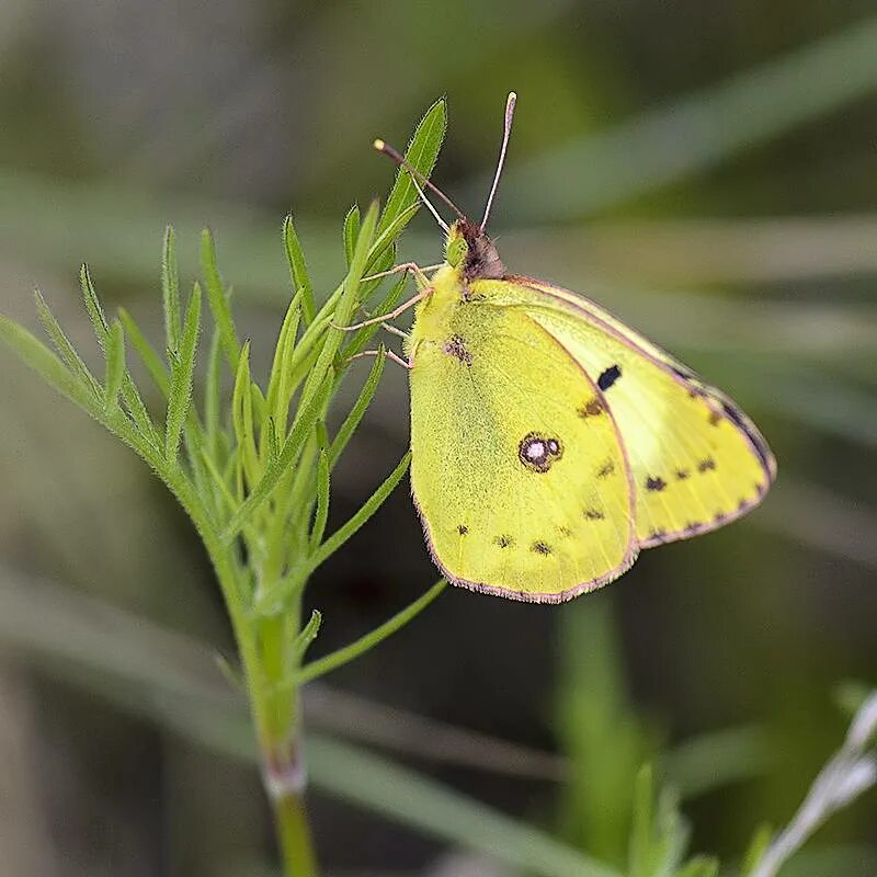 жёлтая бабочка. как выглядит бабочка желтушка. желтушка луговая бабочка. бабочка желтушка. бабочка желтушка полярная.