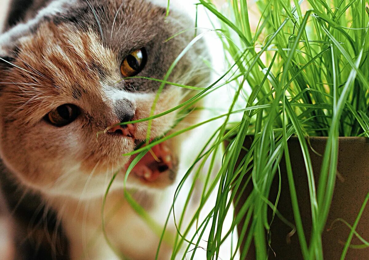 Кошка ест траву. Трава которую любят кошки. Трава которую едят кошки. Кот ест травку. Кошка съела тюльпан