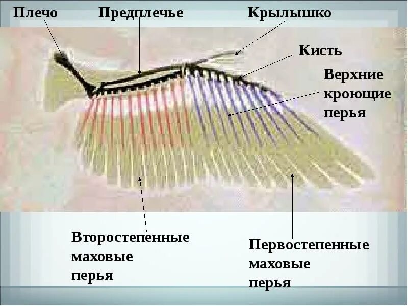 Маховое крыло птицы