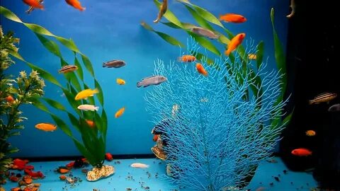 Әйелдер сиқырды сорады