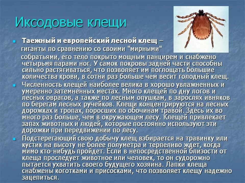 Клещ относится к паукообразным. Иксодовый (Лесной/Таежный) клещ. Иксодовые клещи эктопаразиты. Иксодовый клещ классификация. Иксодовые клещи это паукообразные.