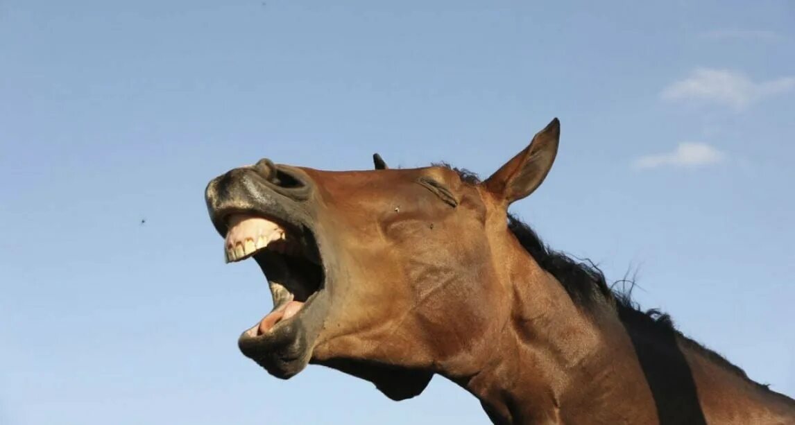 Лошадь с открытым ртом. Horses mouth. Оскал лошади. Конь с открытым ртом. Зубы лошадев.