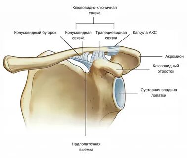 Акромиально ключичный и плечевой суставы