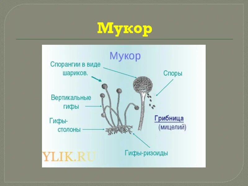 Споры гриба мукора. Плесневые грибы рода Mucor. Строение гриба мукора 5 класс биология. Строение плесени мукора. Строение спорангия мукора.