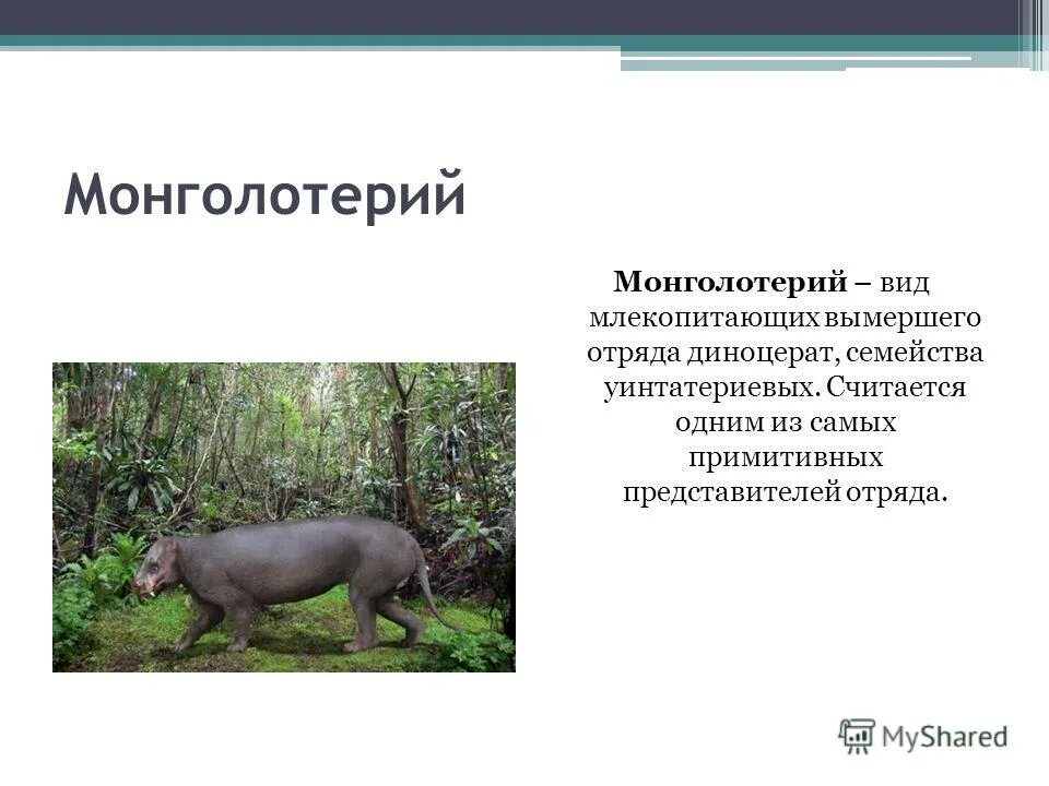 Исчезающие животные и растения. Сообщение о древних животных земли хищники. Плакат вымерших млекопитающих. Древние животные земли хищники млекопитающие. Сумчатый волк описание.