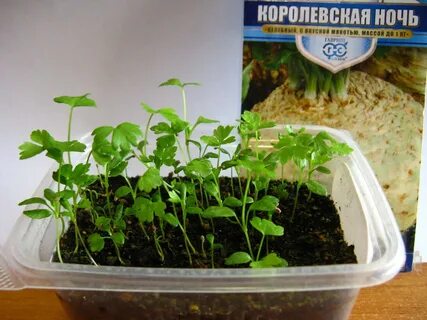 Петрушка корневая через рассаду