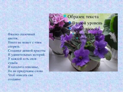 Фиалка комнатная описание