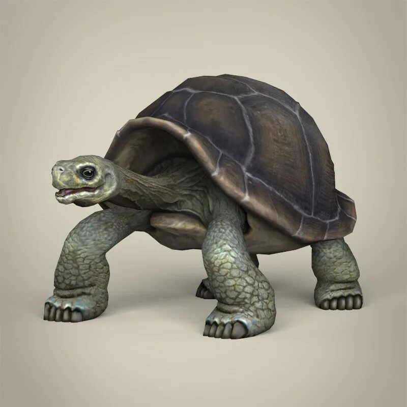 Черепаха 3д. Черепаха 3д модель. Черепаха 3d модель. Макет черепахи.
