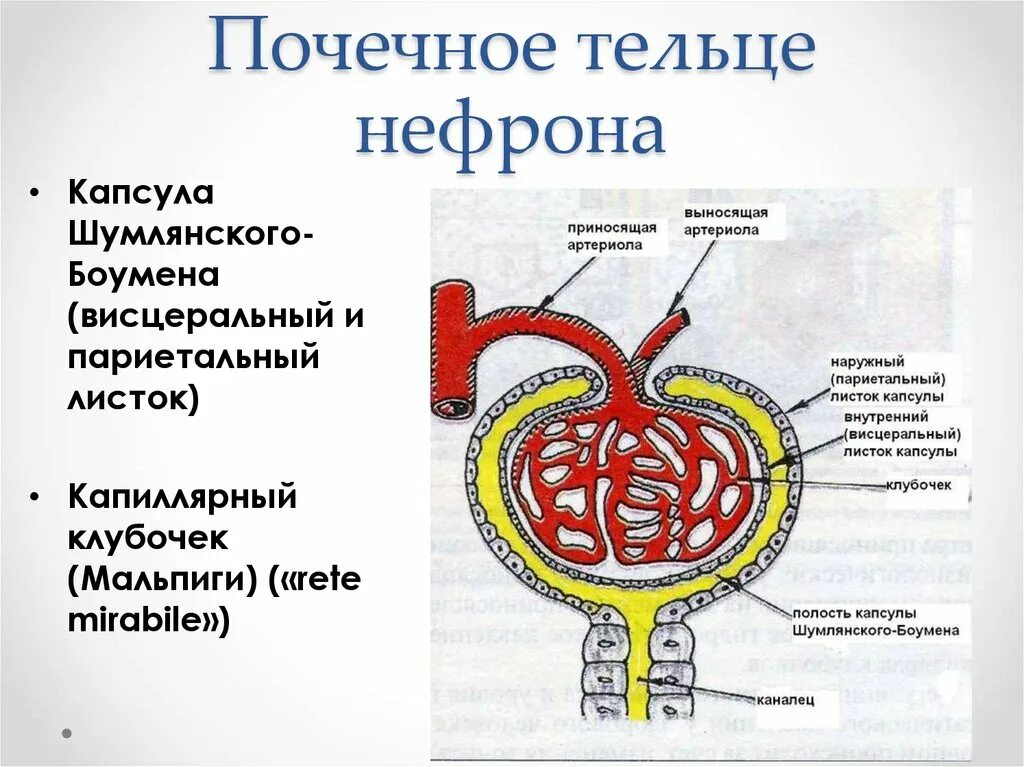 Выносящая артериола почки. Строение клубочка нефрона почки. Схема строения нефрона клубочек. Капсула Боумена-Шумлянского капиллярный клубочек. Нефрон строение капсула Боумена.