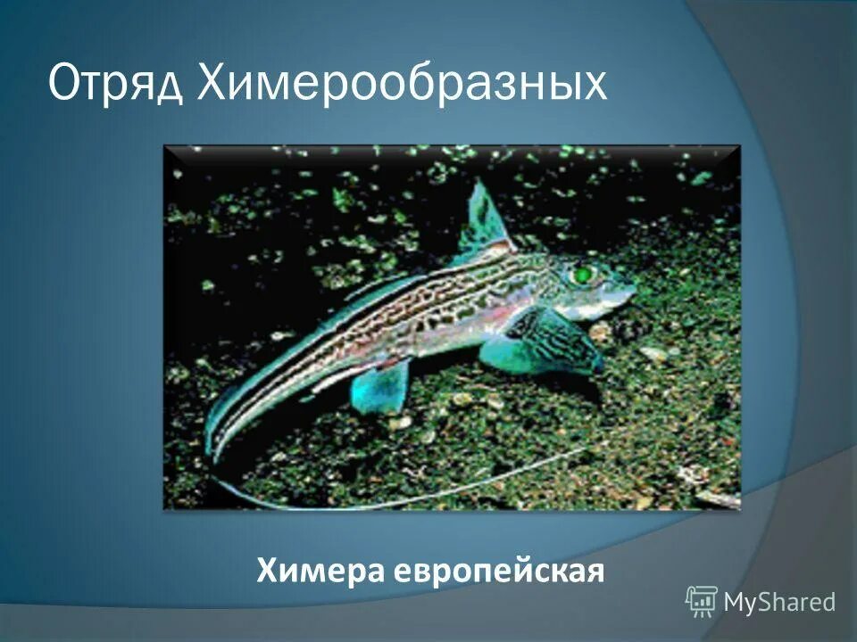 Химеры рыба представители. Класс хрящевые отряд химерообразные представители. Представители отряда химерообразные 7 класс по биологии. Биология 7 класс отряд химерообразные. Отряд химерообразные представители.