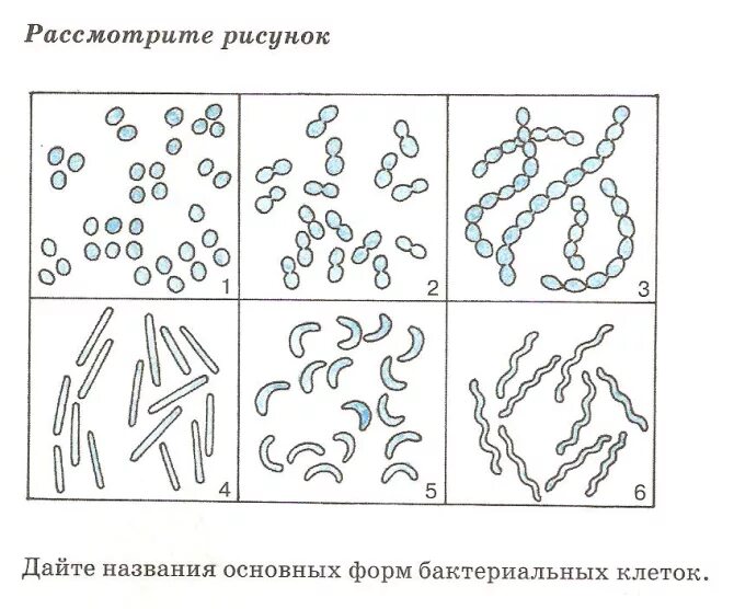 Самостоятельная работа бактерии 7 класс. Формы бактериальных клеток 7 класс биология. Бактериальная клетка название. Задания по строению бактерий. Формы бактерий без подписей.