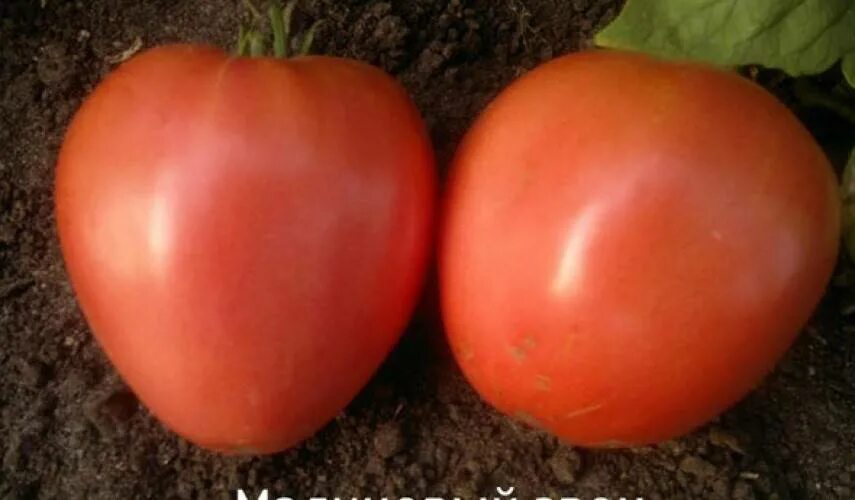 Томат малиновый звон f1. Сорт помидор малиновый звон. Сорт томатов малиновый звон. Помидоры звон