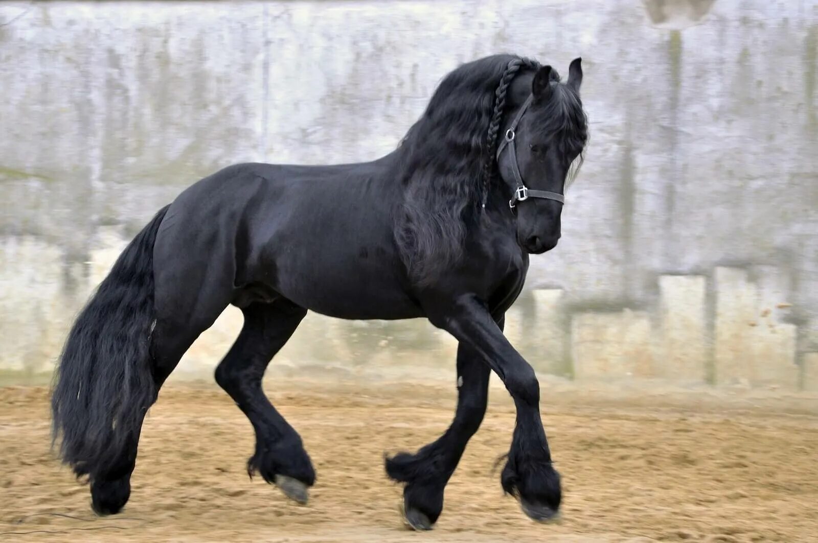 Лошадь породы фриз. Фриз Фризская лошадь. Голландская упряжная – Фризская лошадь. Фризская лошадь породы лошадей.