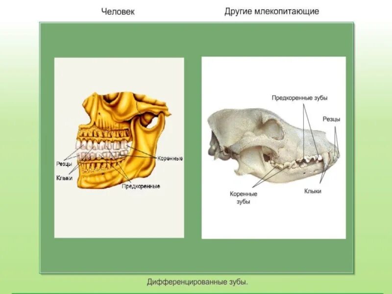 Клыки используются для у млекопитающих. Зубная система млекопитающих 7 класс. Строение зубов млекопитающих. Зубная система млекопитающих. Зубы млекопитающих дифференцированы.