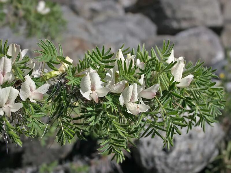 карагана гривастая. карагана гривастая (caragana jubata). цветущая карагана гривастая (. карагана гривастая (caragana jubata). карагана верблюжий хвост.