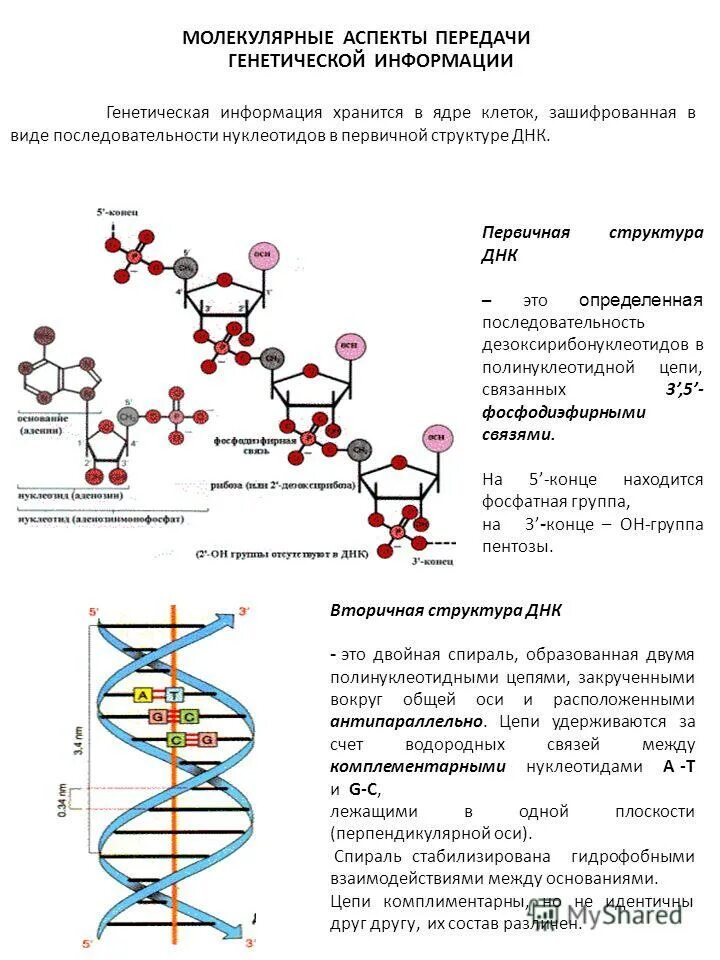 Смысловая цепь днк это. Молекулярные аспекты. Передача генетической информации. Молекулярный передача генетической информацией. Вторичная структура ДНК стабилизирована.