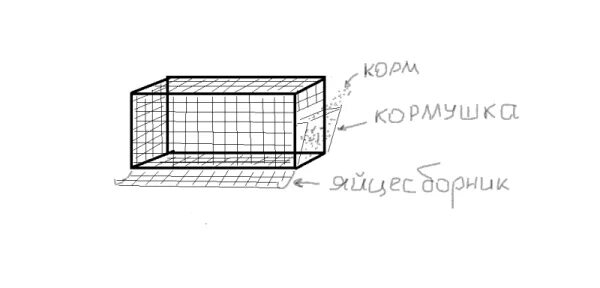 Чертежи яйцесборника для кур несушек своими руками. Клетка для несушек с яйцесборником чертеж. Клетка на 10 бройлерных куриц чертеж. Клетка для кур-несушек с яйцесборником чертеж. Чертежи клеток для кур несушек.