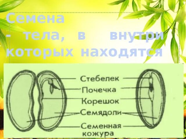 Подсолнечник семядоли. Корешок семядоли. Болезни подсолнечника семядоли. Семядоля кукурузы.