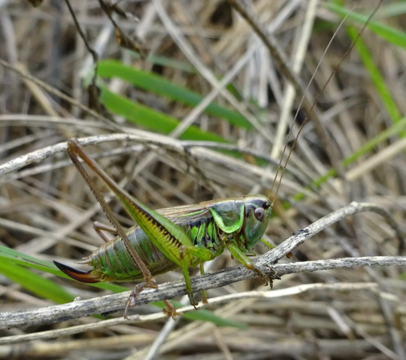 прямокрылые сверчки. сверчки кузнечики саранча. прямокрылые саранча. верный кузнечики. 1, микрорайон кузнечики, подольск.