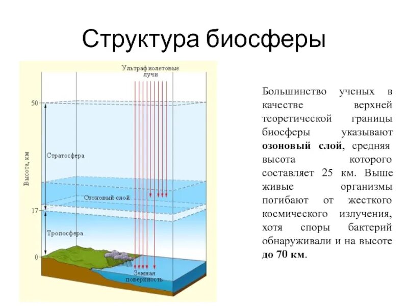 5. Биосфера. Структура и границы биосферы.. Структура биосферы схема. Слои биосферы схема. Биосфера состав и строение. Структура биосферы 9 класс биология