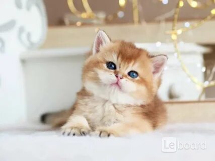 Котята золотой кошки