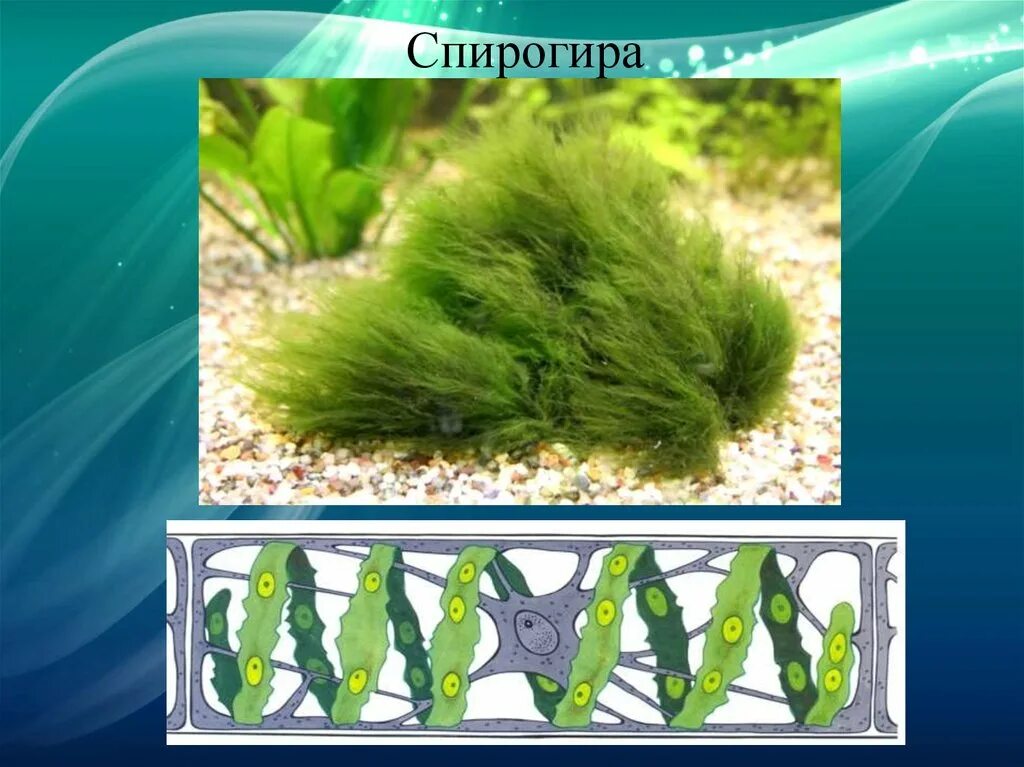 Зелёная водоросль спир. Зеленые водоросли спирогира. Многоклеточная нитчатая зелёная водоросль спирогира. Многоклеточные зеленые водоросли спирогира.