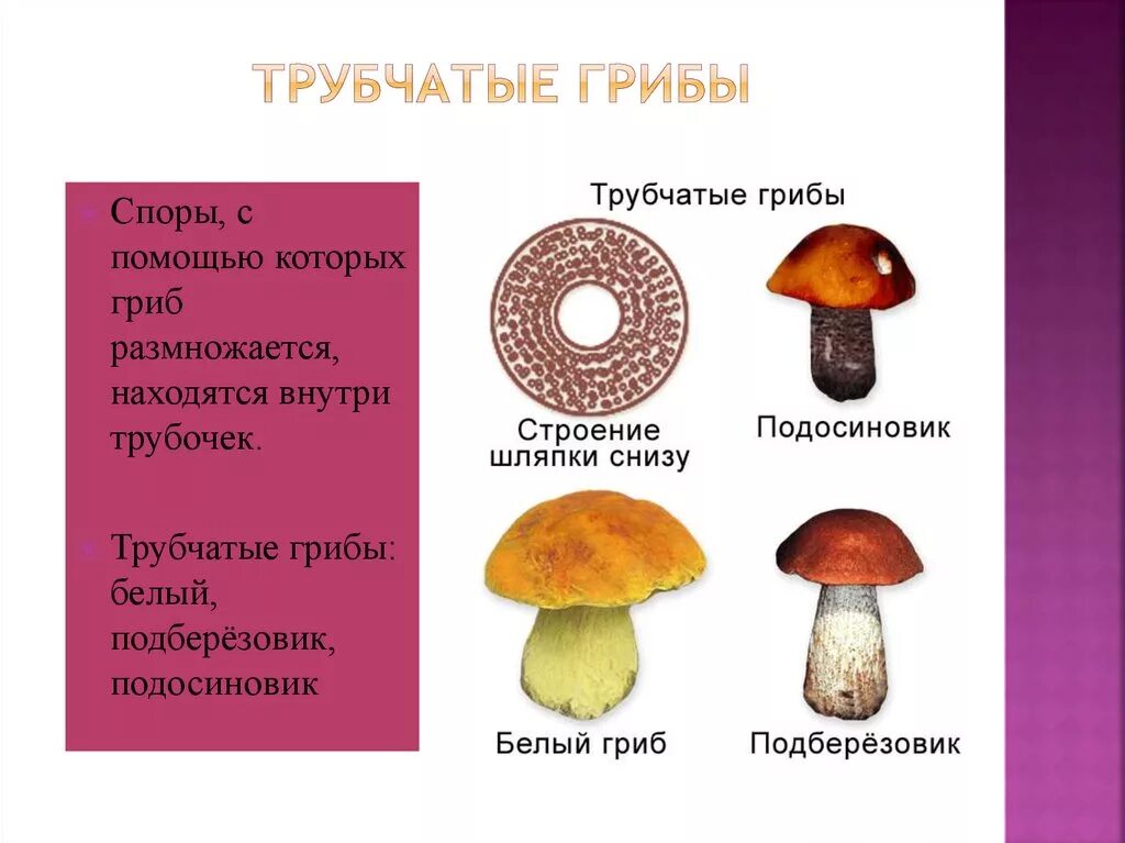 Размножение трубчатых грибов. Строение трубчатого гриба. Грибы губчатые, трубчатые и пластинчатые. Трубчатые грибы споры строение.