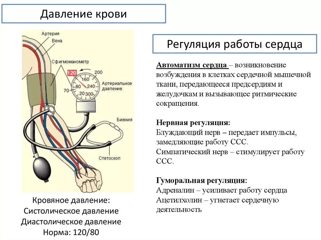 Давление биология 8 класс. Механизмы формирования кровяного давления у человека. Регуляция давления крови физиология. Аномалии кровяного давления схема. Схема артериального давления физиология.