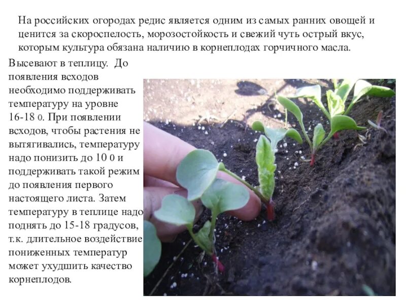 Почему не завязалась редиска в теплице