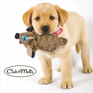 Toy dog