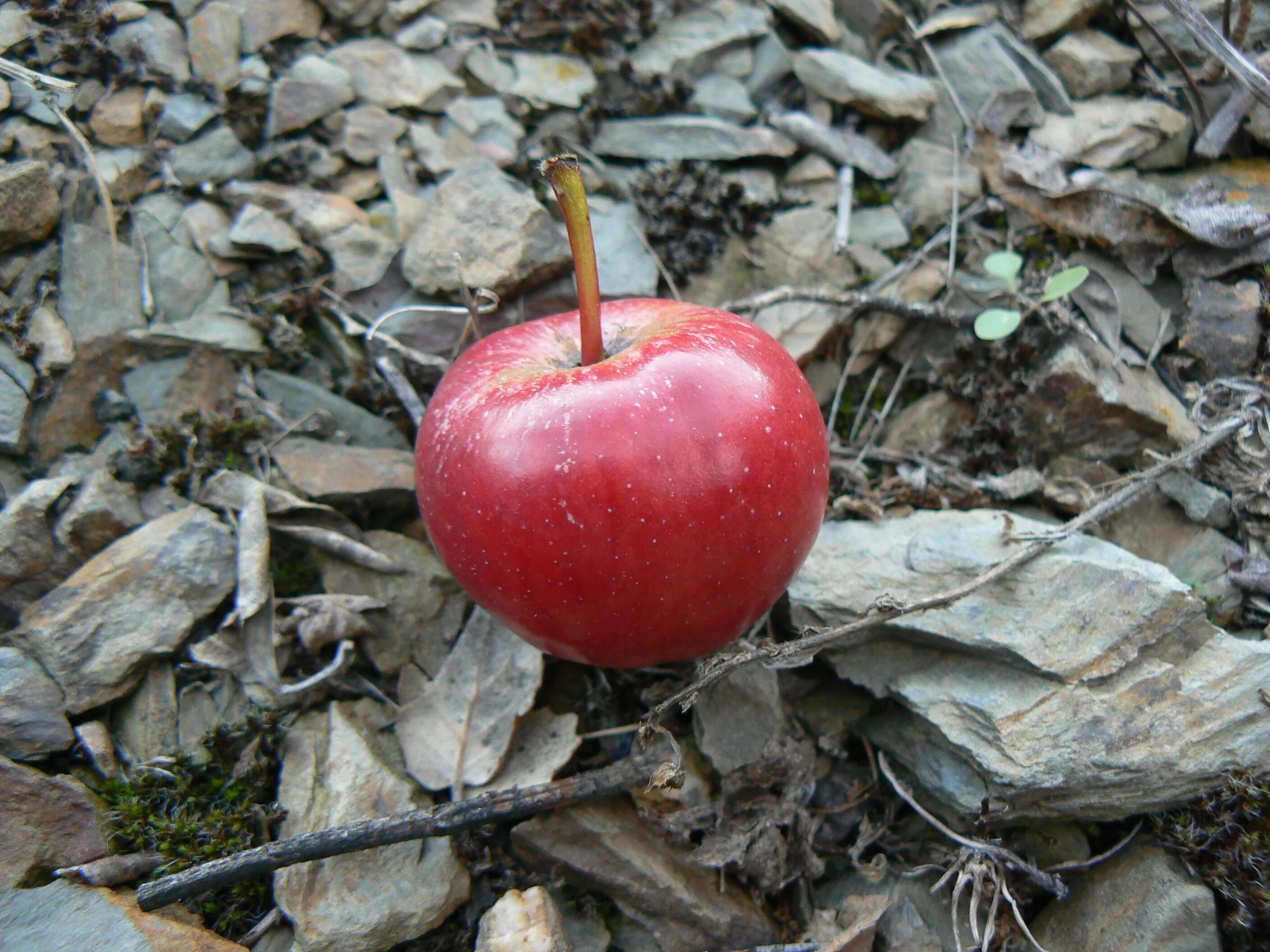 Apple stone. Бордовые яблоки. Каменное яблоко. Яблочки камушки. Яблоко из камня.