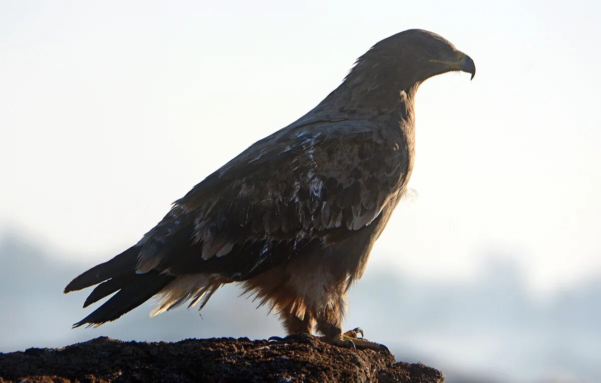 Степной сизый Орел. Aquila Rapax nipalensis - Степной Орел. Aquila Орел. Aquila nipalensis. Орел степная птица