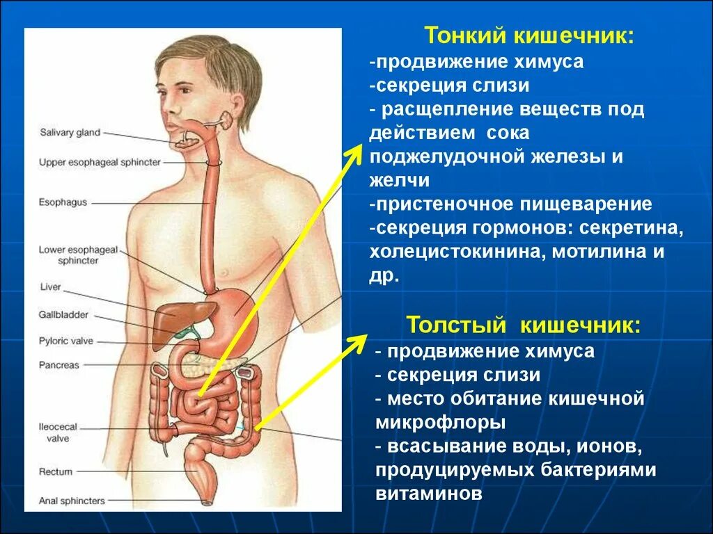 Обработка пищевого комка желчью. Физиология пищеварительной системы. Пищеварение в тонком кишечнике физиология. Физиология кишечника человека. Секреция пищеварительной системы.