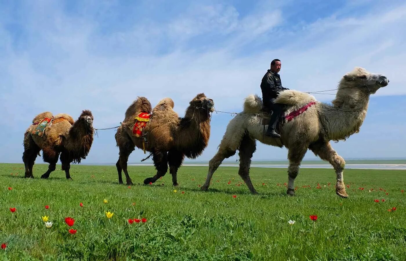 Kazakh videos. Бактриан верблюд Калмыкия. Верблюдоводство в Калмыкии. Верблюжий остров Калмыкия. Калмыки верблюдоводство.