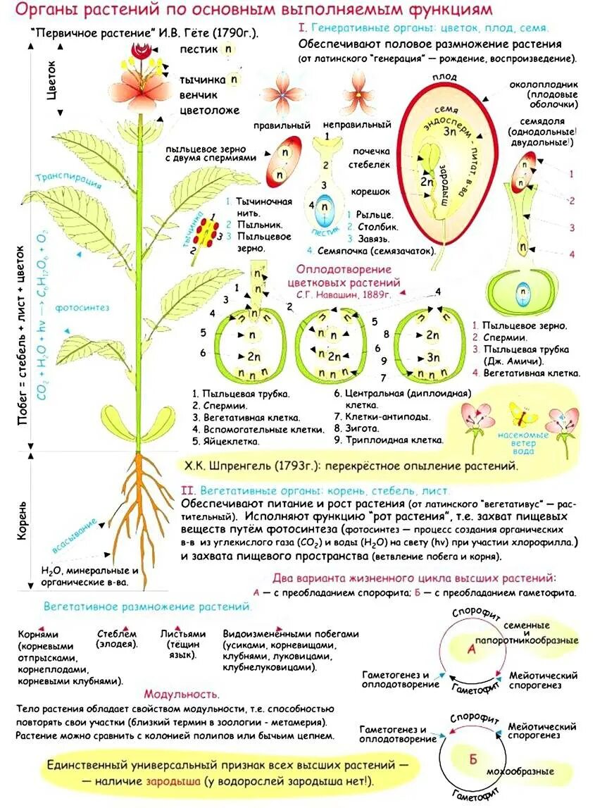 Цикл покрытосеменных схема. Функции генеративных органов цветковых растений. Конспект по биологии растения. Опорные конспекты по биологии. Материал по биологии для подготовки к огэ