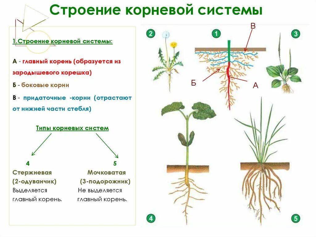 Какие корни образуются на стеблях и листьях. Типы корневых систем биология. Строение корня растения. Схема корневой системы.