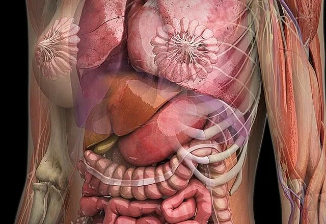 Внутренние органы фото. Анатомия брюшной полости 3д. Анатомия органов брюшной полости человека 3д. Внутренние органы женщины. Анатомия женского тела внутренние органы.