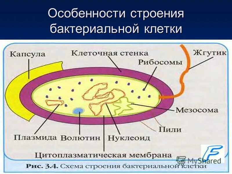Нуклеоид прокариот. Строение бактериальной клетки прокариот. Строение бактериальной клетки. Строение оболочки клетки бактерий. Строение бактериальной споры.