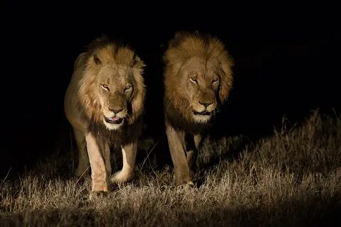 Los leones