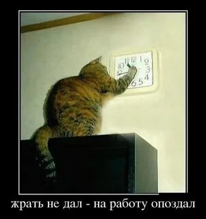 Я опоздал потому что проспал
