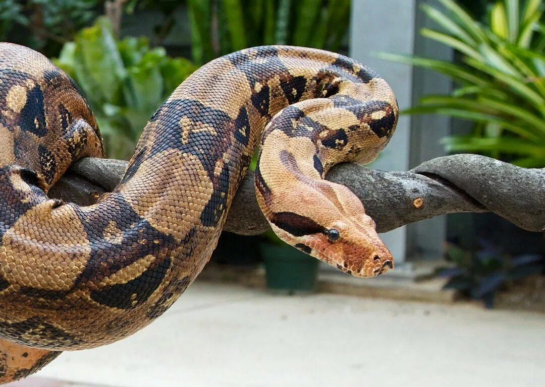 Как зовут питон. Питон боа констриктор. удав обыкновенный boa constrictor. змея императорский удав (boa constrictor). императорский питон.