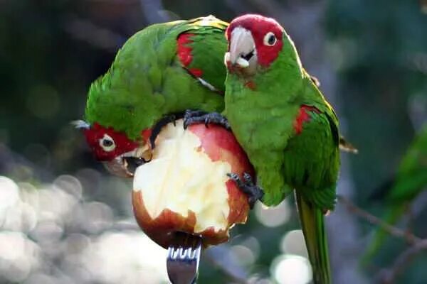 Можно попугаям яблоко. Попугай и яблоко. Попугай ест яблоко. Попугай ест фрукты. Яблоко попугаю.