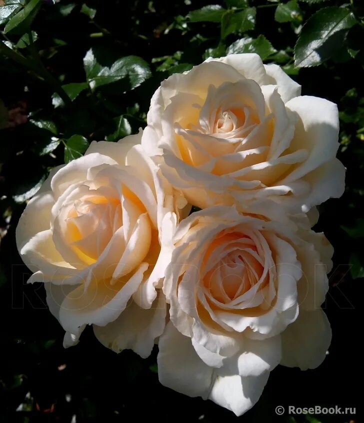 роза перпл лодж. дрим кам тру роза. розы вашей мечты отзывы. роза вивьен вествуд энциклопедия. розы вашей мечты отзывы.