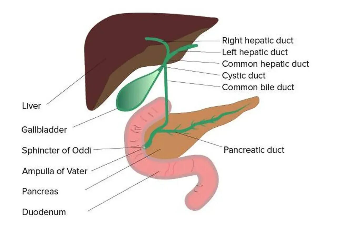 Кофе и желчный пузырь. Ampulla hepatopancreatica анатомия. Сфинктер ampulla hepatopancreatica. Сфинктеры желчного пузыря.