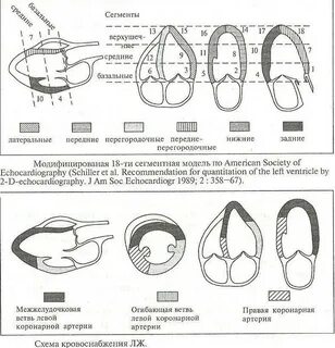 Сегменты сердца