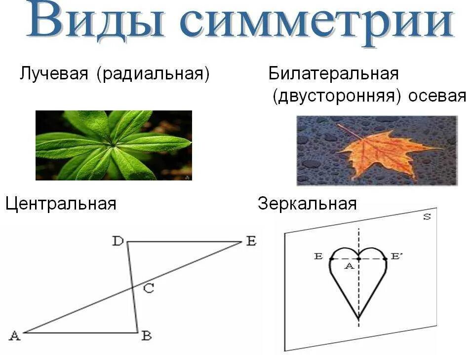 Дайте название данному рисунку. Схема основных видов симметрии. 4 Вида симметрии. Симметрия виды симметрии. Виды геометрической симметрии.