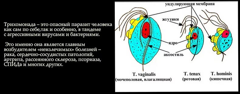 Трихомонада строение. Строение трихомонады мембрана. ундулирующая мембрана трихомонады. влагалищная трихомонада trichomonas vaginalis. trichomonas vaginalis строение.