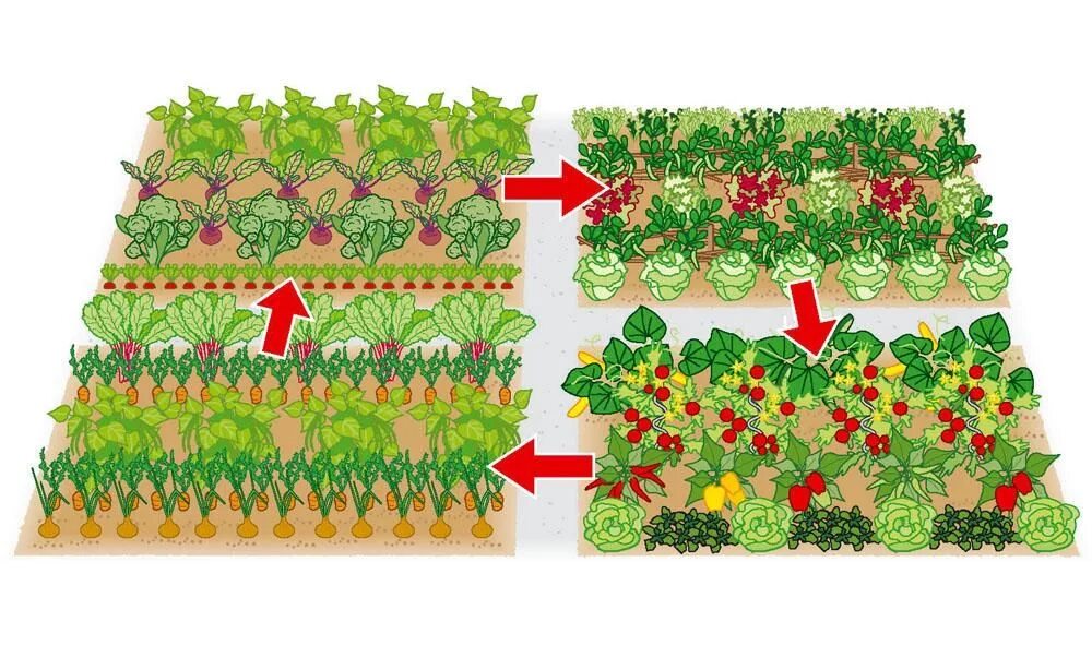 Совместные посадки овощей на грядке. Схема смешанных посадок овощей на огороде. Смешанные посадки овощей на грядке схемы. Смешанные грядки. Уплотненные посадки овощей на грядке.